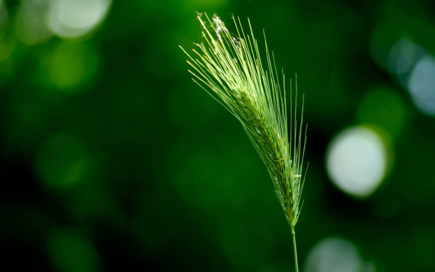 Tapeta makro-foto-zielone-rosliny (272).jpg