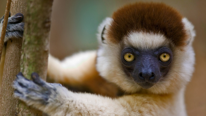 Tapeta Małpa Lemur