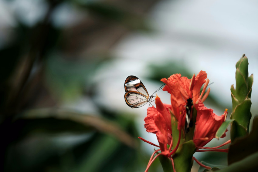 Tapeta Mały motyl przysiadł na kwiecie