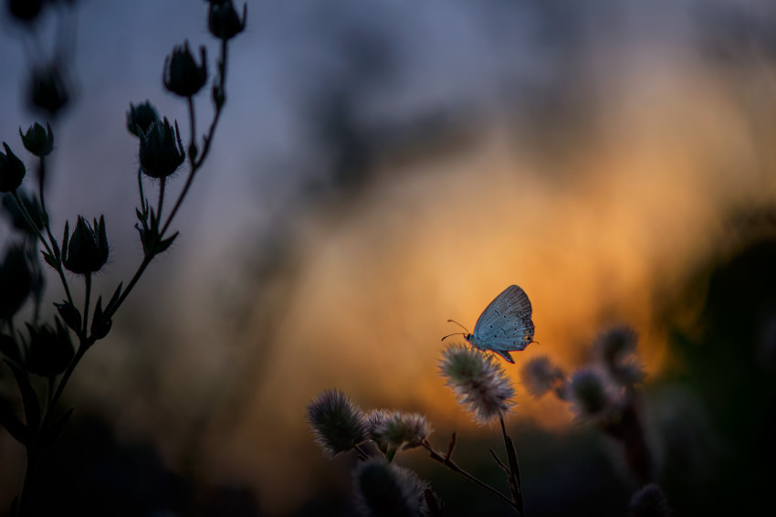 Tapeta Mały motylek o zachodzie słońca