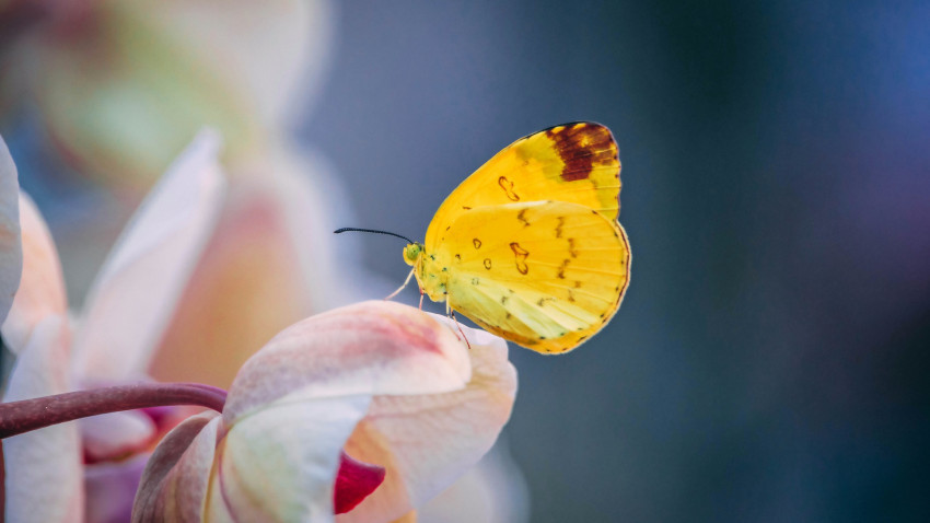 Tapeta Mały żółty motylek na kwiatku