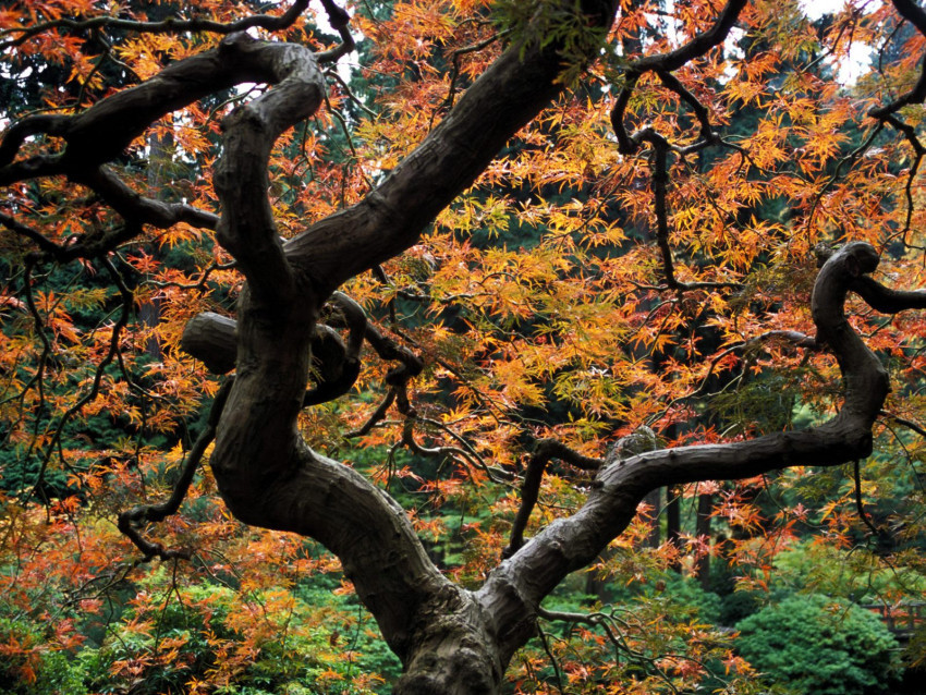 Tapeta Maple Tree, Japanese Garden, Portland, Oregon.jpg