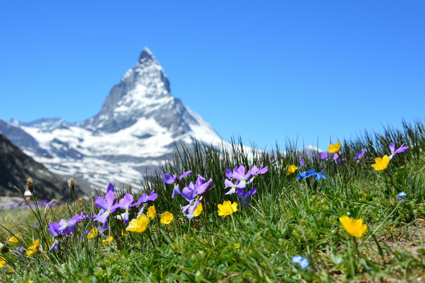 Tapeta Matterhorn Alpejski w Zermatt