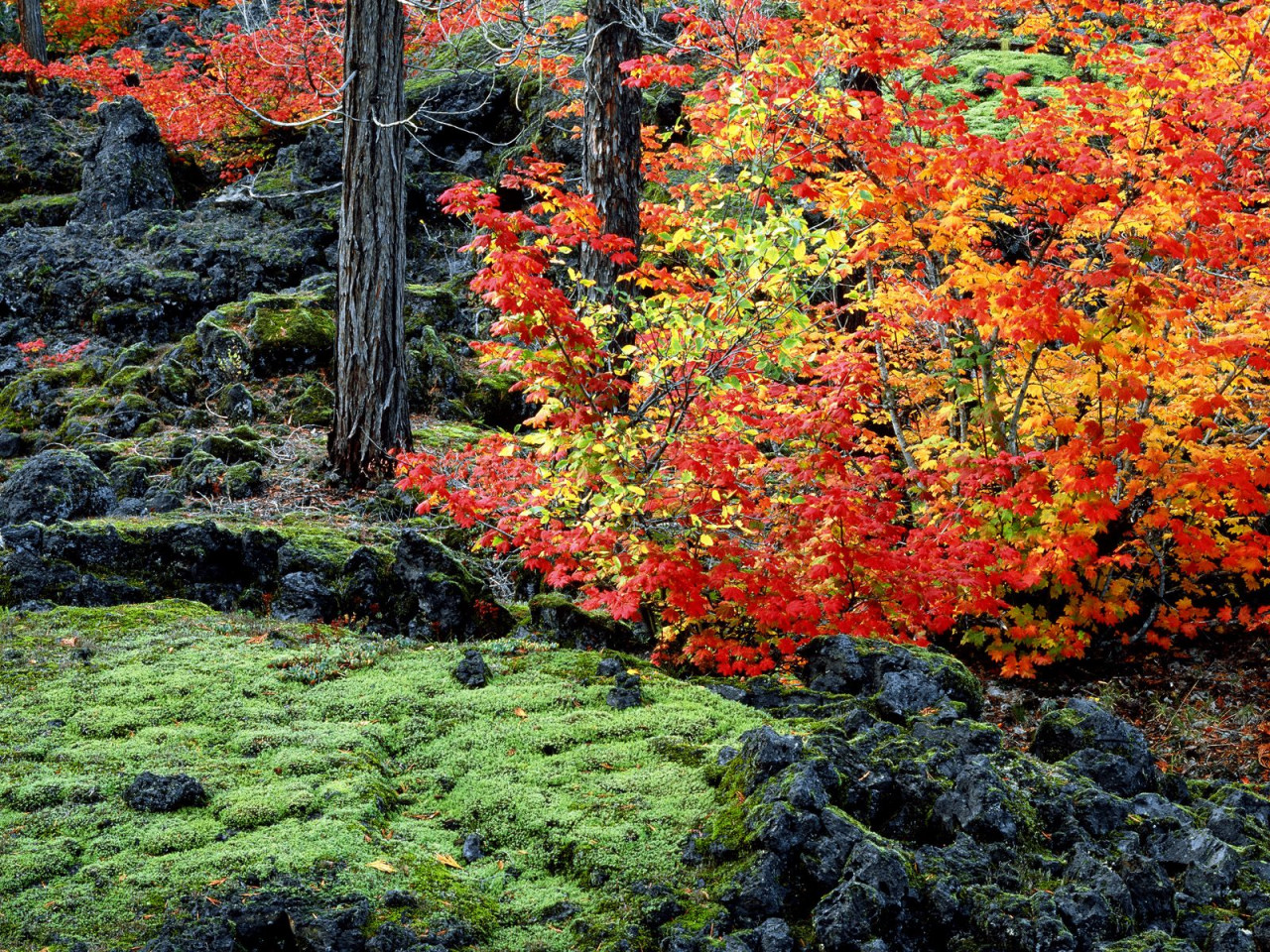 Tapeta McKenzie Lava Fields, Willamette National Forest, Oregon.jpg