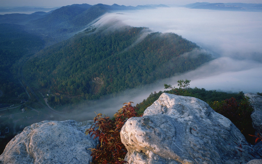Tapeta Mgła okrywająca las