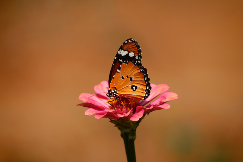 Tapeta Monarch na różowym kwiatku spija nektar