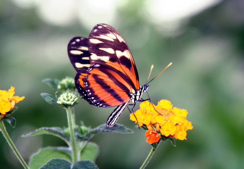 Tapeta Motyl