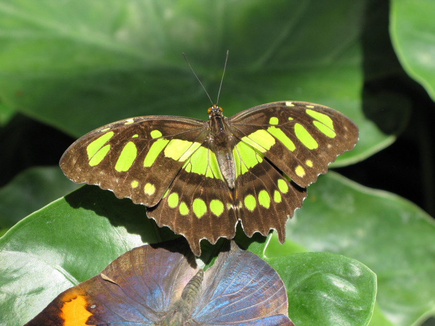 Tapeta Motyl