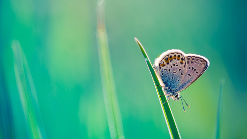 Tapeta Motyl (2)