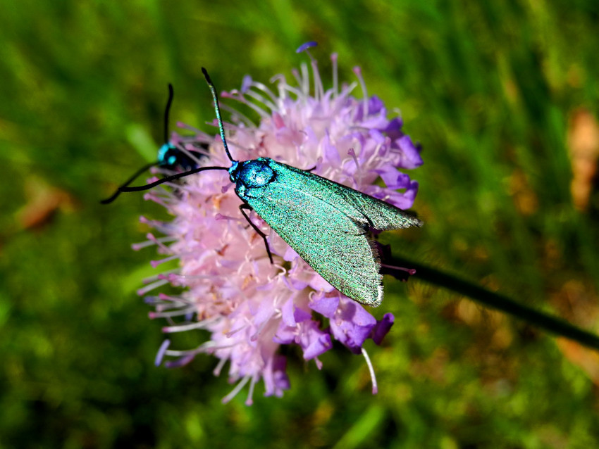Tapeta Motyl, Ćma, niebieski owad