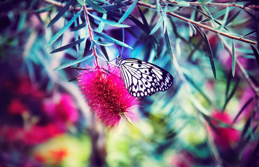 Tapeta Motyl na różowym kwiatku