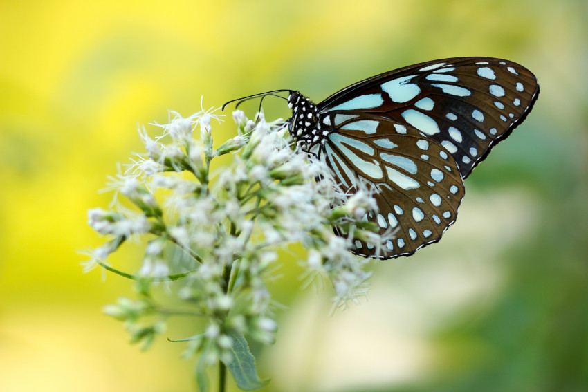 Tapeta Motyl piękny i kolorowy spija nektar z kwiatka