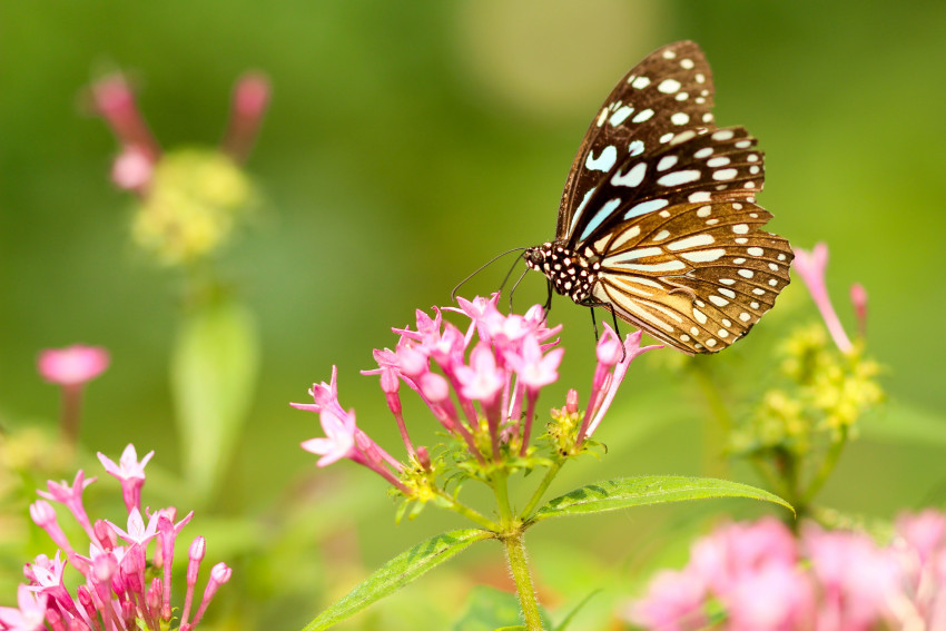 Tapeta Motyl, Piękny, Spija nektar z różowego kwiatka