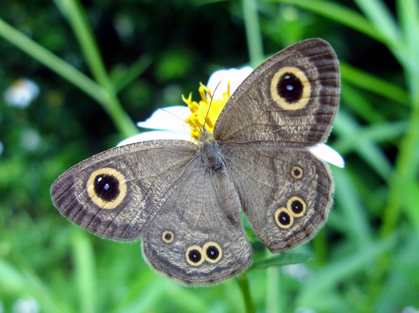 Tapeta Motyl z północnej Tajlandii, Tropikalny