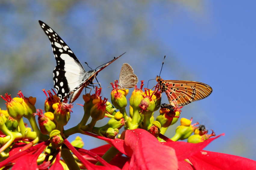 Tapeta Motyle na kwiatach