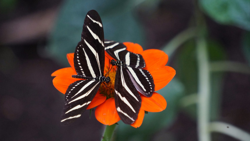 Tapeta Motyle spijają nektar z czerwonego kwiata
