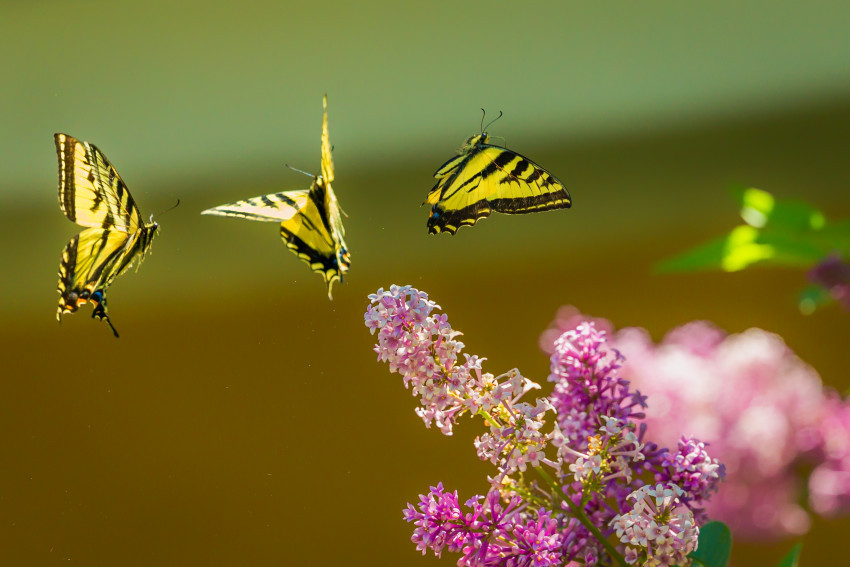 Tapeta Motyle z paziowatych latają wokół kwiatów