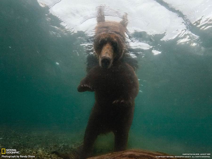 Tapeta national geographic (14).jpg