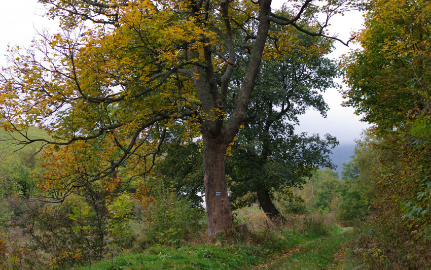 Tapeta Natura 36