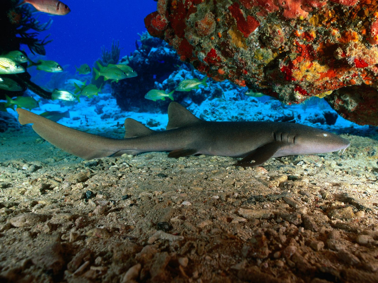 Tapeta Nurse Shark, Virgin Islands.jpg