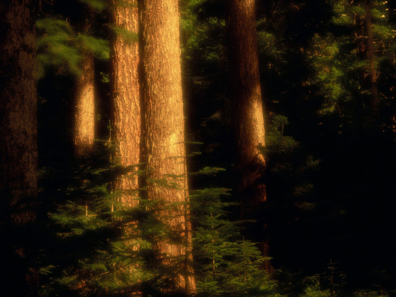 Tapeta Old Growth Forest, Hood River County, Oregon.jpg