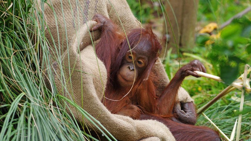 Tapeta Orangutan