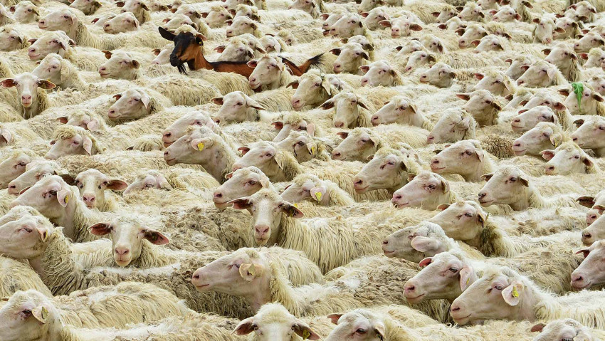 Tapeta Owce