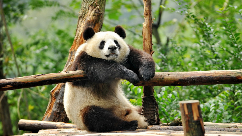 Tapeta na pulpit Panda na telefon kategoria Niedzwiedzie - Impierium Tapet
