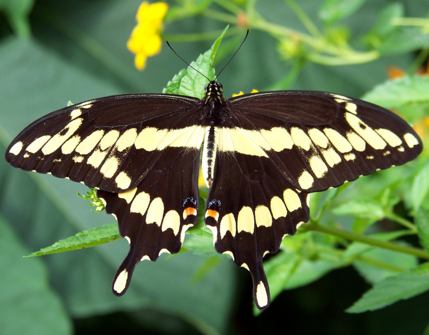 Tapeta Papilio cresphontes