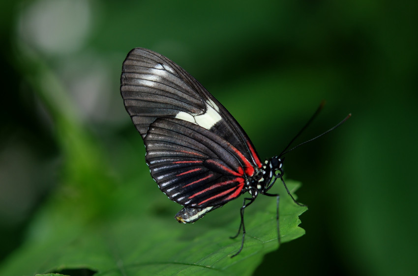 Tapeta Papilio Rumanzovia, Motyl