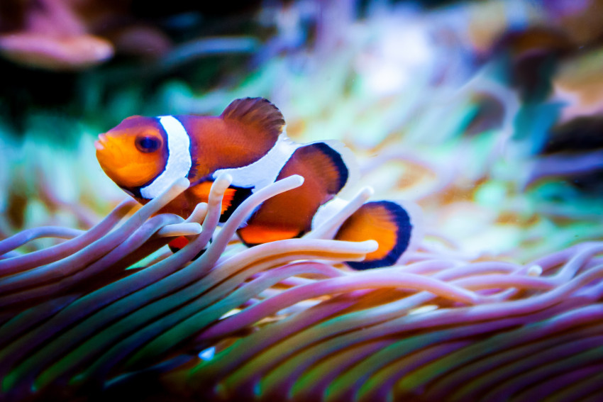 Tapeta Piękna ryba w rafie koralowej