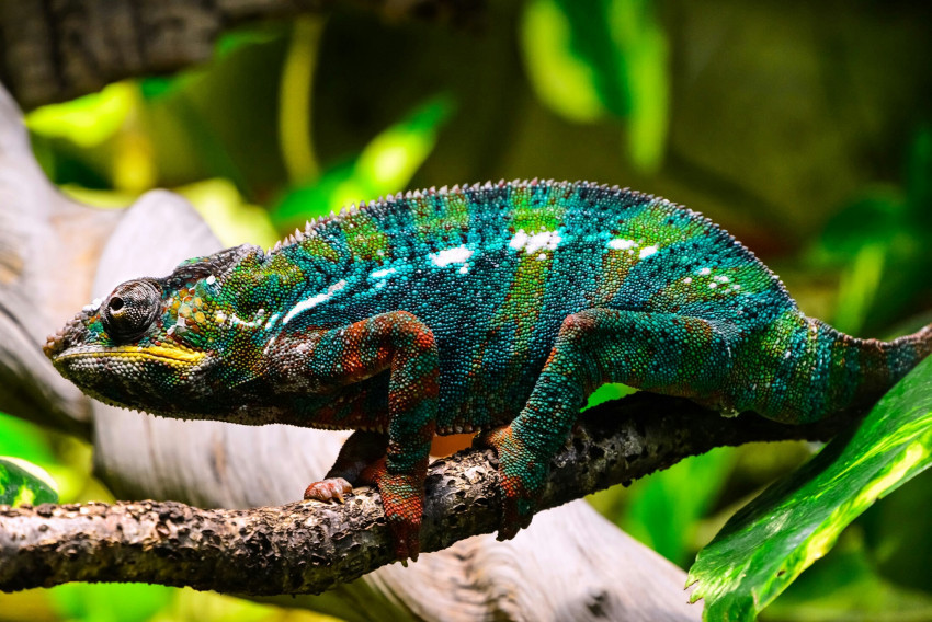 Tapeta Piękny, kolorowy kameleon