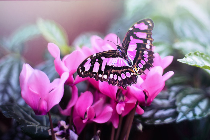Tapeta Piękny, różowy motyl na kwiatach