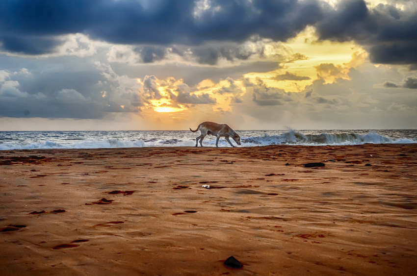 Tapeta Pies na plaży o wschodzie słońca