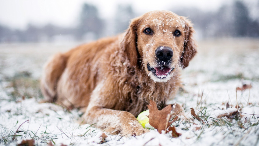 Tapeta Pies w śniegu