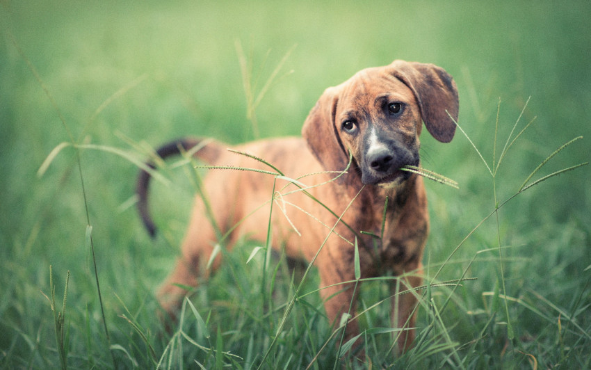 Tapeta Pies w trawie