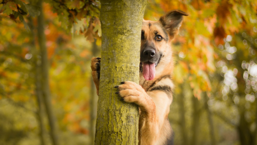 Tapeta Pies za drzewem