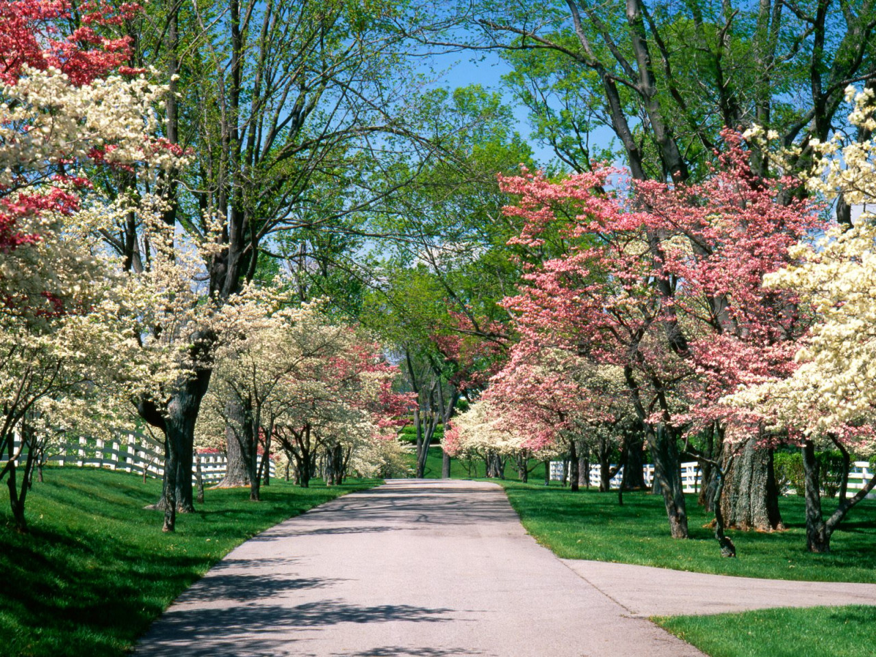Tapeta Pink and White Dogwood Trees, Lexington, Kentucky.jpg