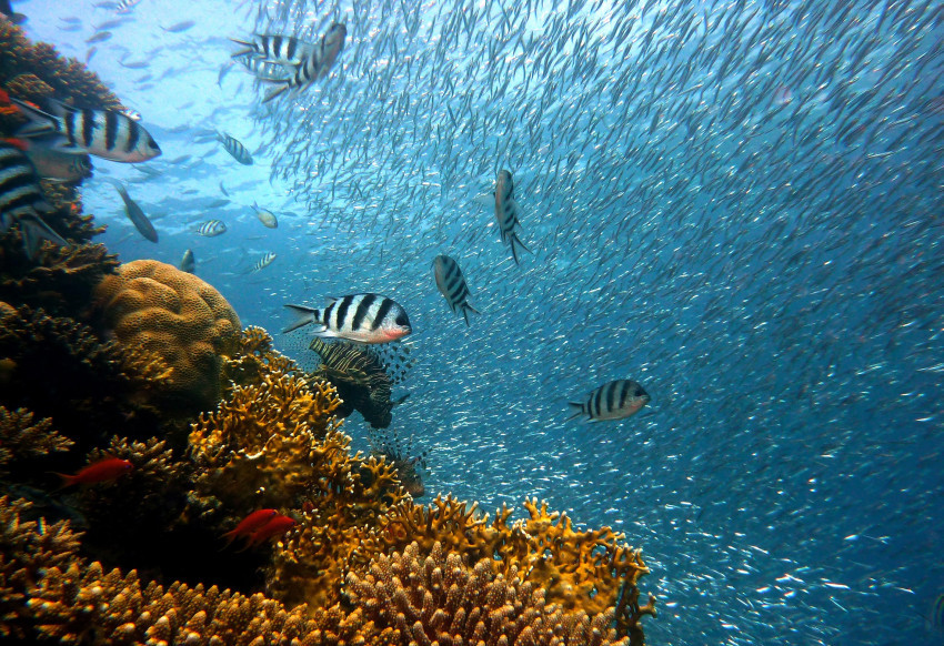 Tapeta Podwodne nurkowanie, Ryby