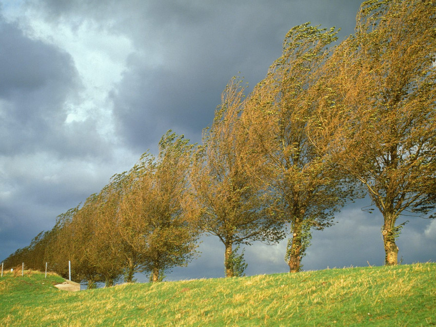 Tapeta Poplars, Holland, The Netherlands.jpg