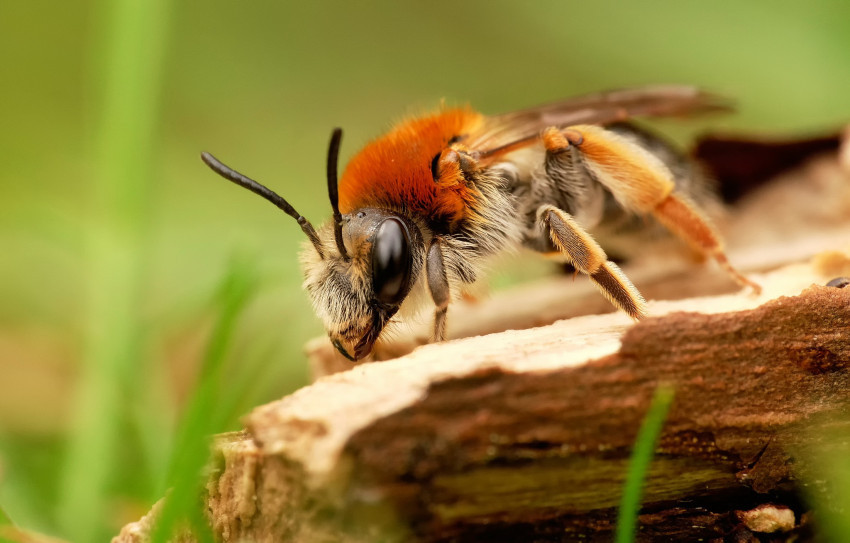 Tapeta Pszczoła