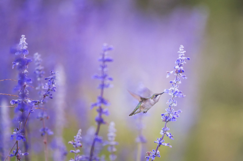 Tapeta Ptaszek spija nektar z kwiatów