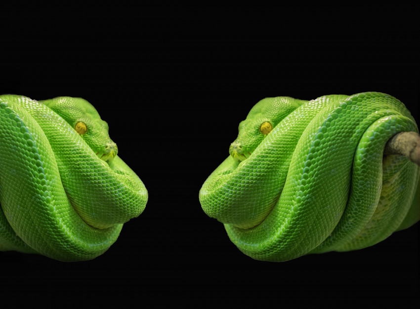 Tapeta Pytony, Zielone węże