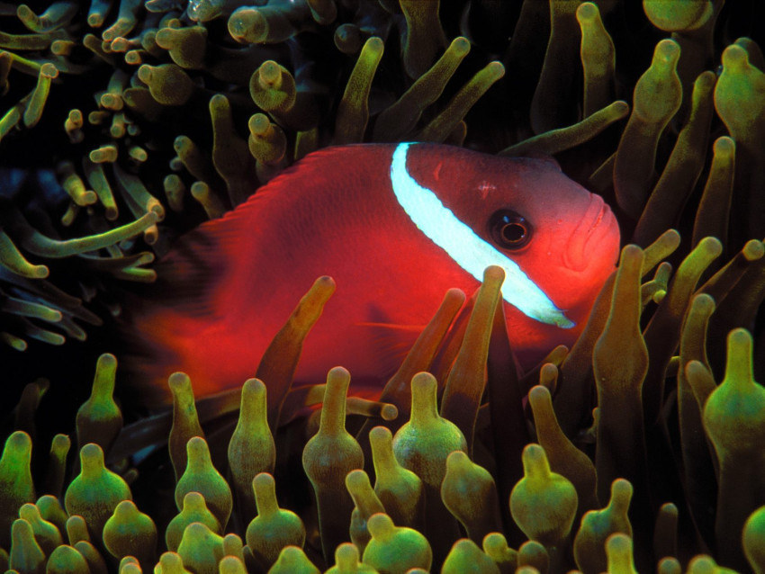 Tapeta Red and Black Anemonefish.jpg