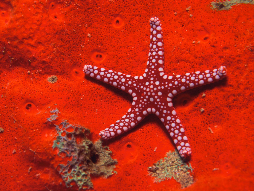 Tapeta Red Starfish.jpg