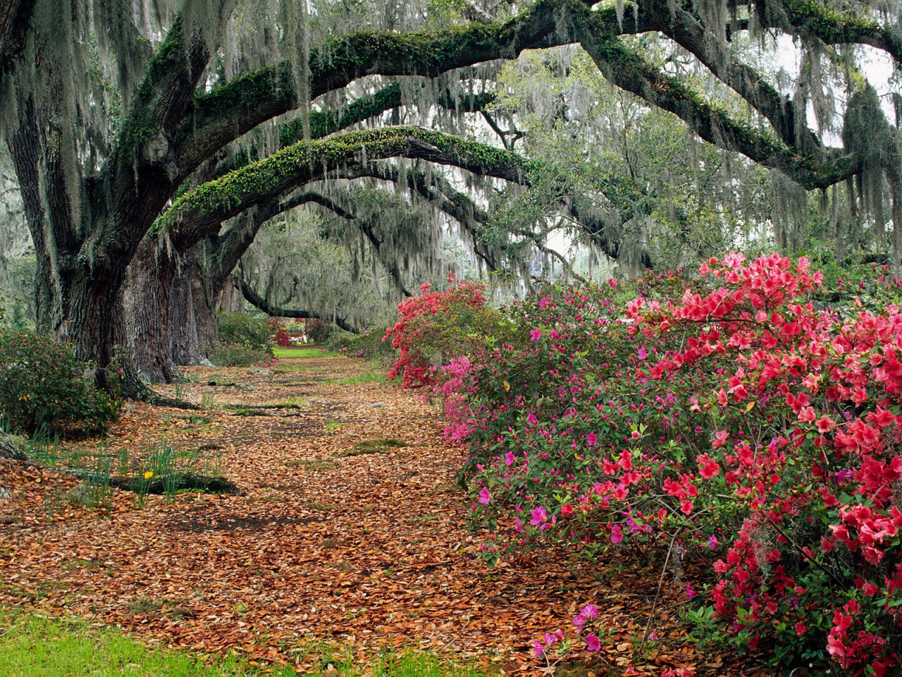 Tapeta Rhododendrons and Live Oaks, Magnolia Plantation, Charleston, South Carolina.jpg
