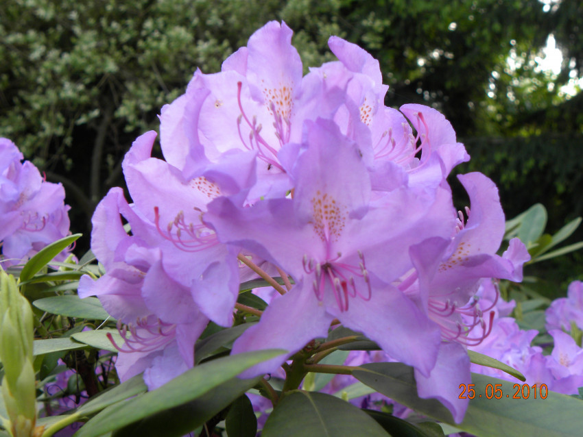 Tapeta Rododendron
