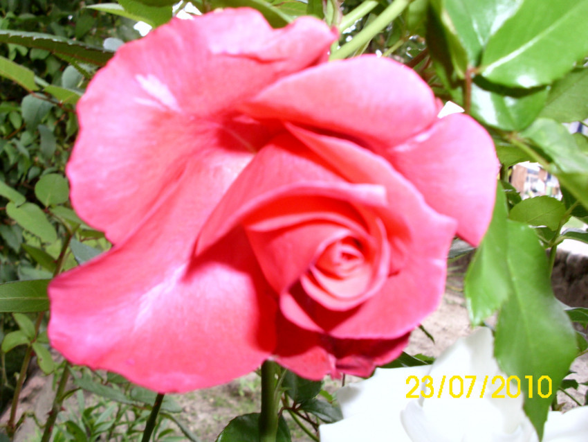 Tapeta róża