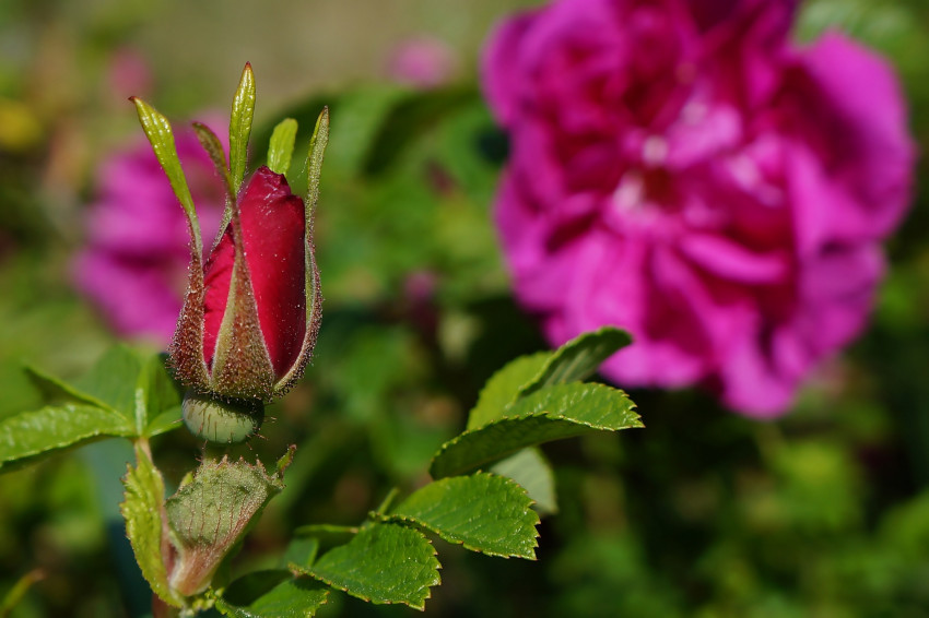 Tapeta róża