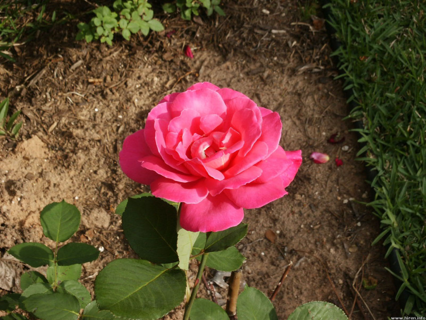 Tapeta roze (6).jpg
